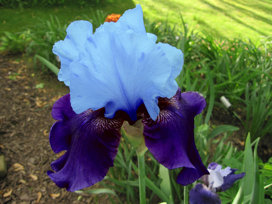 Iris Germanica Blue Bird Wine