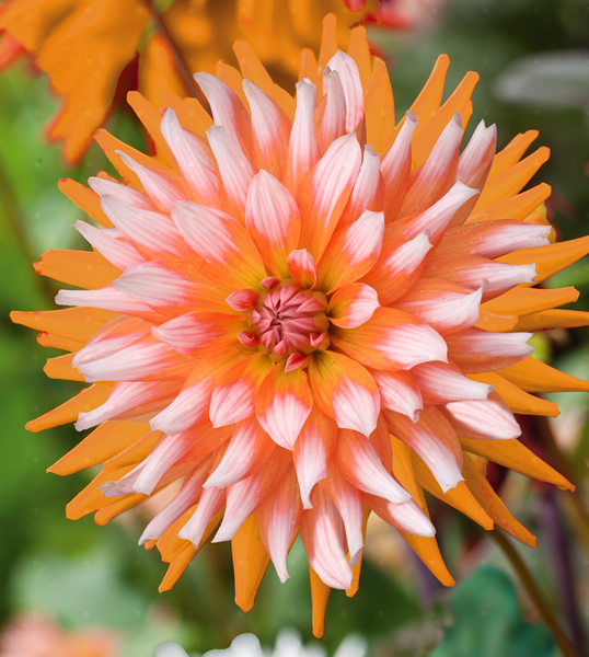 Dahlia Orange Turmoil