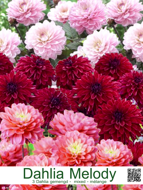 Dahlias Melody en mélange