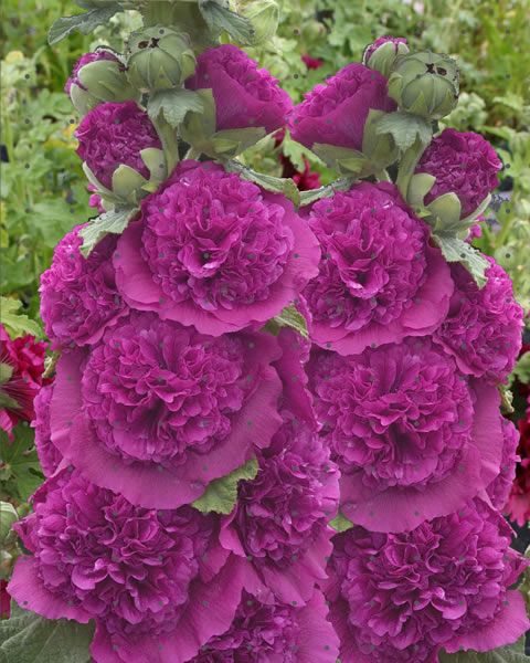 Rose trÃ©miÃ¨re Violet