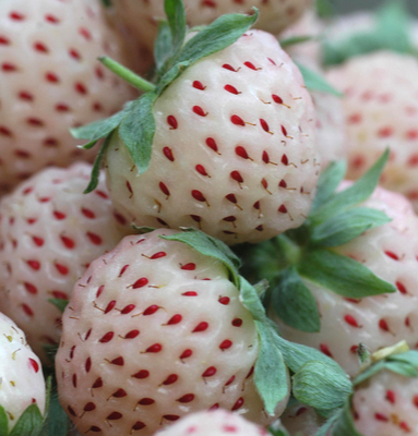 Pineberry
