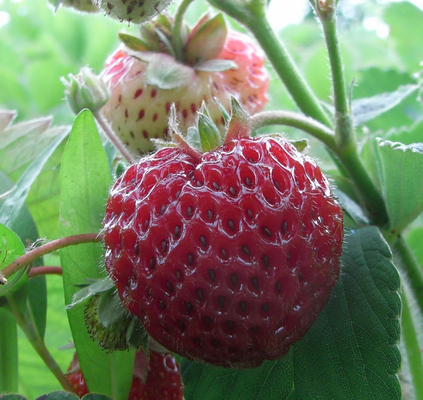 Fraises Framberry (en graines)
