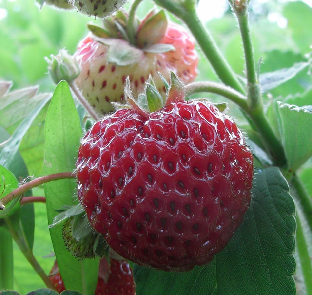 Fraises Framberry