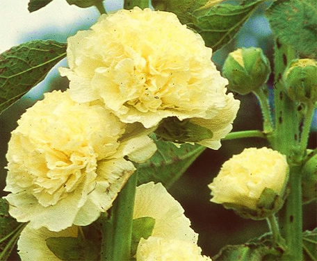 Rose TrÃ©miÃ¨re Jaune