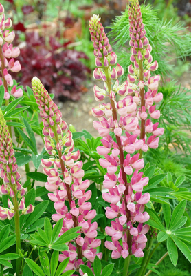 Lupin rose