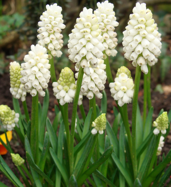 Muscari Botryoides Album