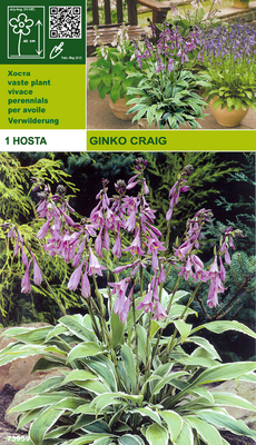 Hosta Mediovariegata