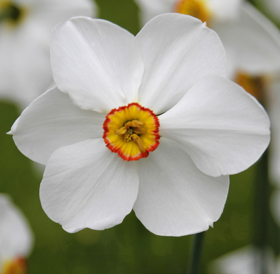 Narcisses Actaea