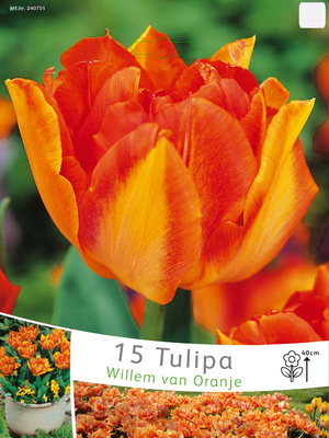 Tulipes Willem van Oranje