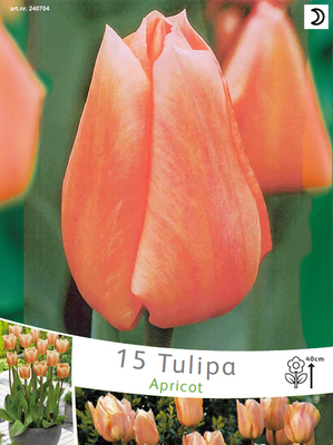 Tulipes Apricot Beauty (en vrac)