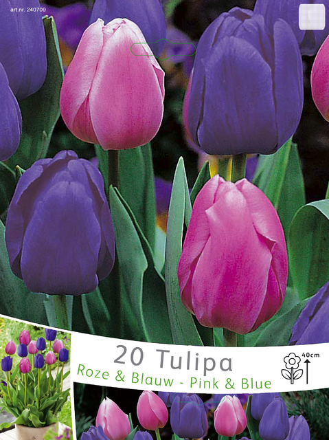 Tulipes Triumph roses et bleues