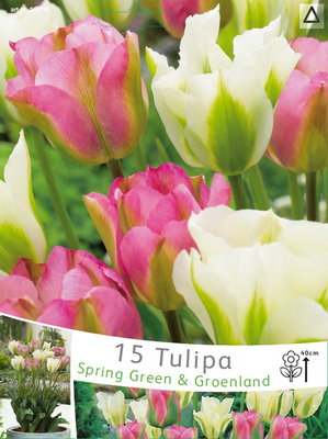 Tulipes Viridiflora Spring Green-Groenland