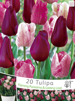 Tulipes rouge & rose foncé en mélange
