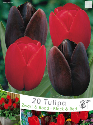 Tulipes noires et rouges en mélange