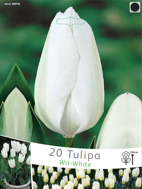 Tulipes Purissima