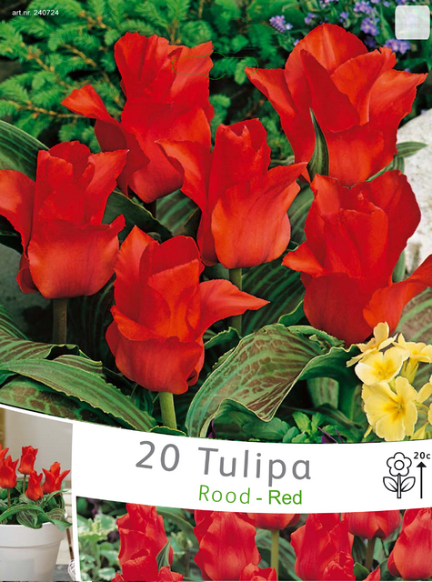 Tulipes Roodkapje