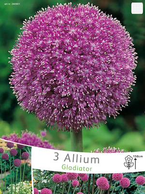 Allium-Ail d'ornement Gladiator (en vrac)