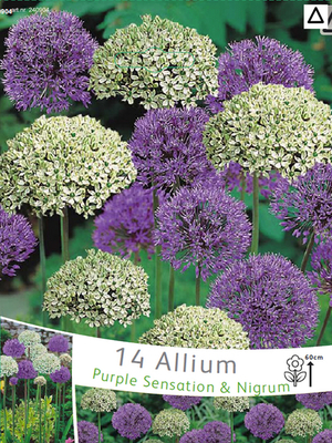 Allium-Ail d'ornement violet et blanc en mélange
