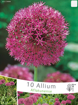 Allium-Ail d'ornement Aflatunense (en vrac)