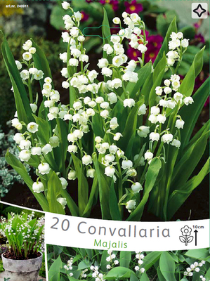 Muguet