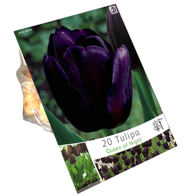 Tulipes Queen of Night (en vrac)