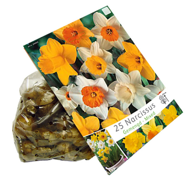 Narcisses Grandes Fleurs MÃ©lange