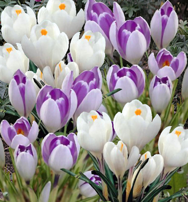 Mélange de Crocus Jeanne d'Arc et Crocus Vanguard