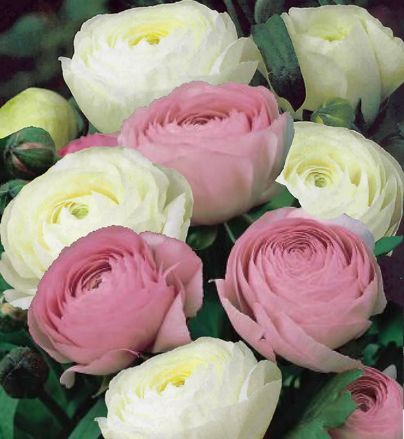 Renoncules Blanc & Rose en MÃ©lange