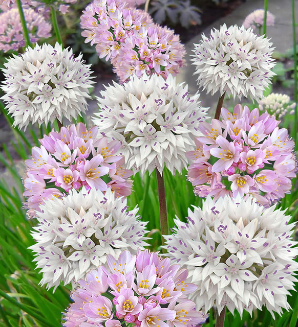 Allium Roseum & Amplectans MÃ©lange
