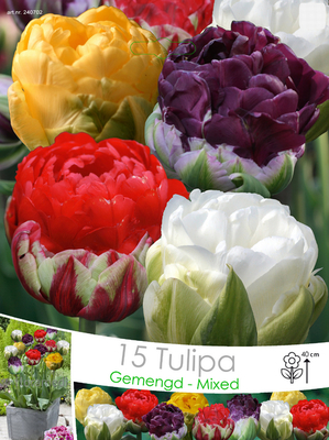 Tulipes Ice Cream mélange (en vrac)