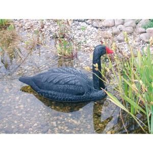 Cygne noir décoratif