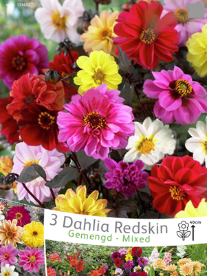 Dahlias Redskin en mélange