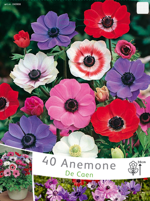 Anémones de Caen (en vrac)