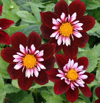 Dahlia Colerette Joyfull Investment
