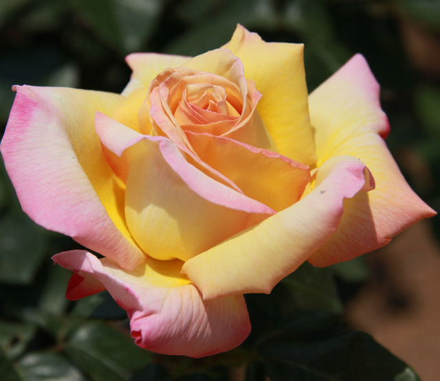 Rosier Peace ParfumÃ©e