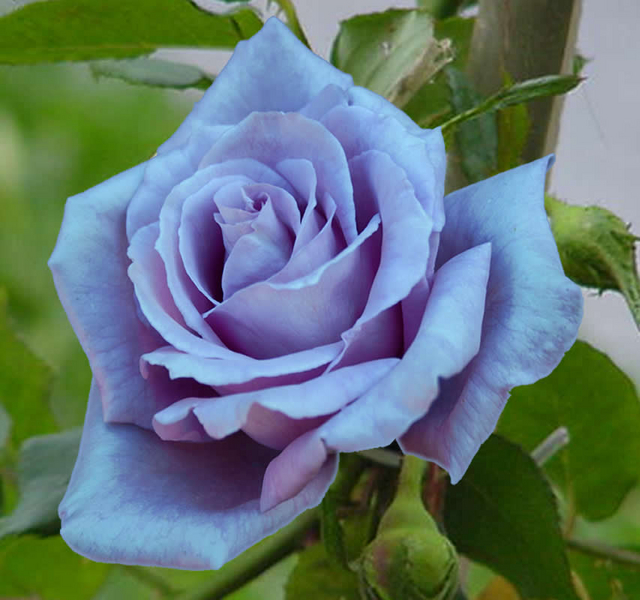 Rosier Waltz Time ParfumÃ©e