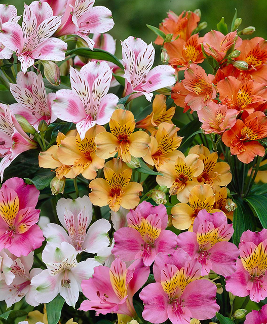 Alstroemeria MÃ©lange