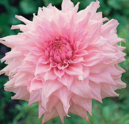 Dahlia Dinnerplate Shillo Noelle