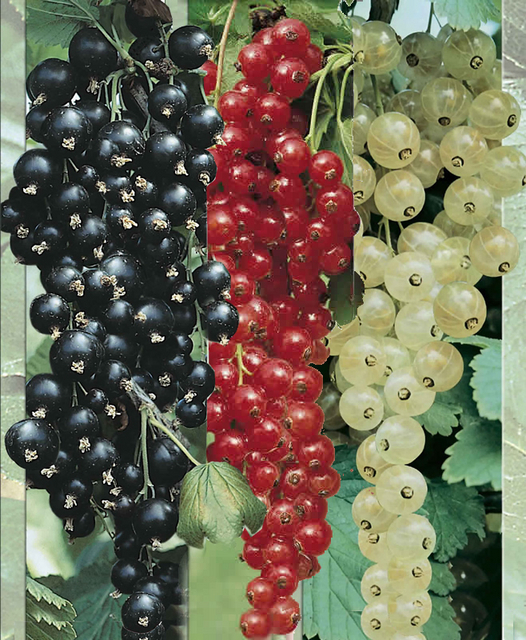 Collection de petits fruits (groseilles blanches, rouges et cassis)