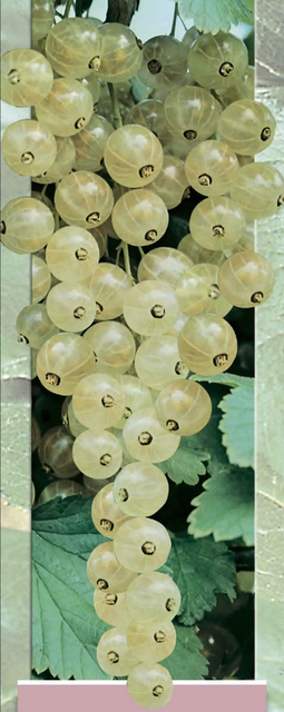 Baie blanche (groseille blanche - Ribes rubrum)