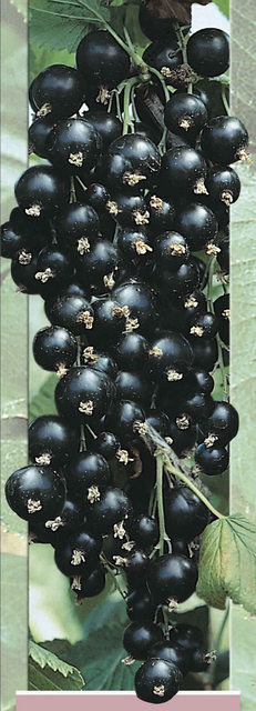 Baie noire - Cassis