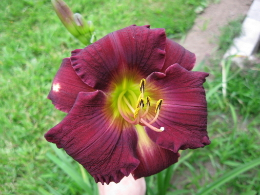 Hemerocallis Bela Lugosi