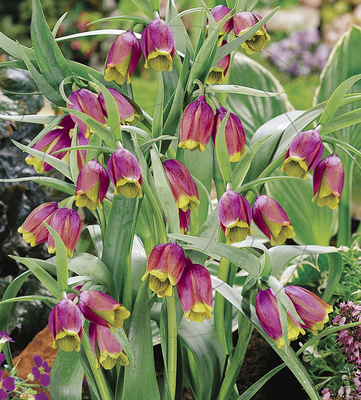 Fritillaire impériale Uva Vulpis