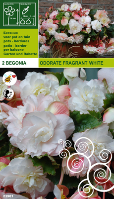 Begonia Odorata Parfumé Blanc