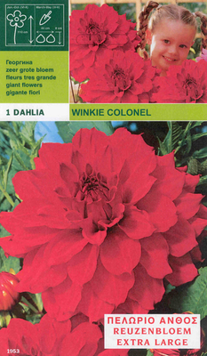 Dahlia Decorative Winkie Colonel