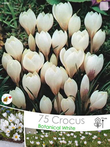 Crocus Miss Vain