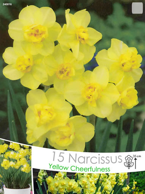Narcissus Yellow Cheerfulness