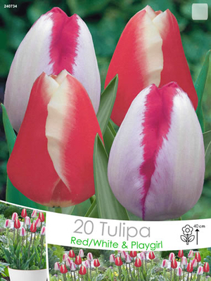 Tulipa Triomphe Rouge-Blanc & Playgirl