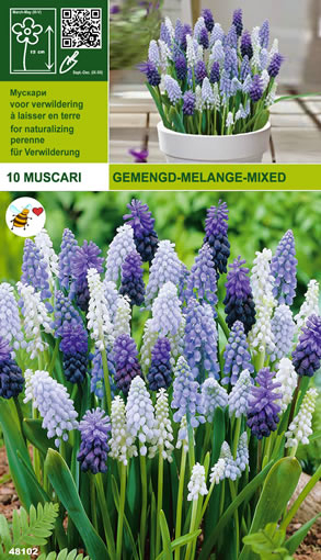 Muscari Mélange