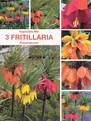 Fritillaire ImpÃ©riale MÃ©lange